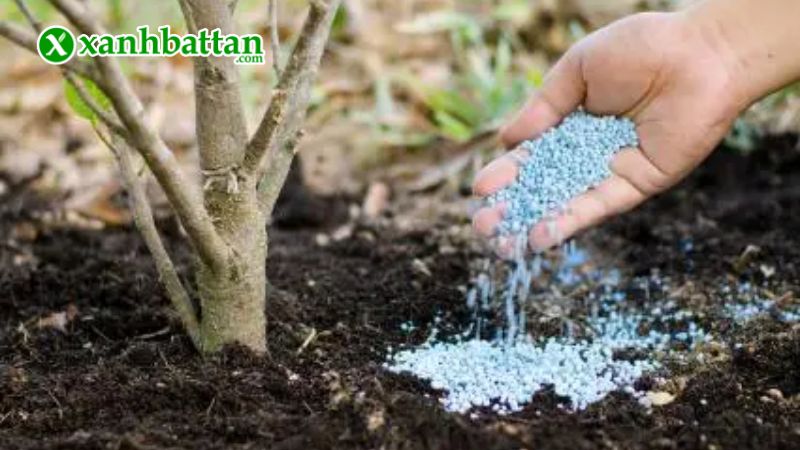 Hướng dẫn cách sử dụng, bảo quản phân bón NPK 31-11-11