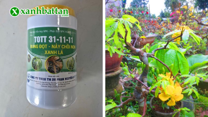 Phân bón NPK 31-11-11 - Bung đọt, bật chồi, ra rễ, xanh lá là gì?