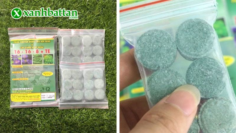 Phân bón NPK 16-16-8+TE cho Sen súng, cây cảnh ngập nước là gì?