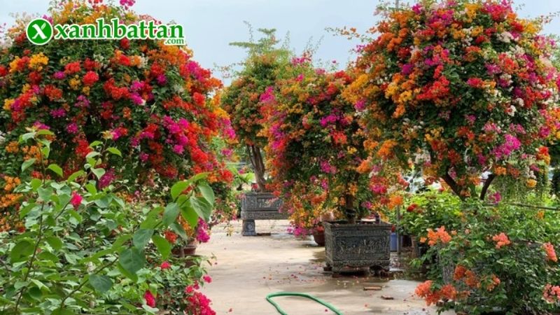Hướng dẫn cách sử dụng, bảo quản phân bón siêu kích hoa giấy 10-60-10