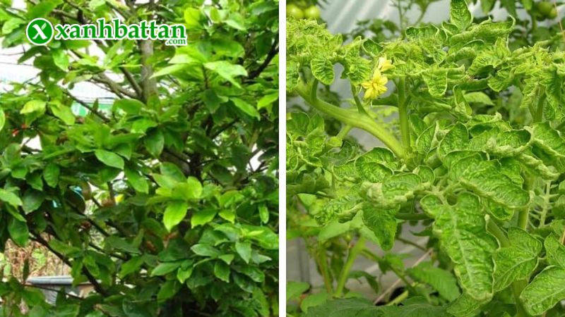 Hướng dẫn cách sử dụng, bảo quản phân bón siêu Magie kẽm biến vàng thành xanh