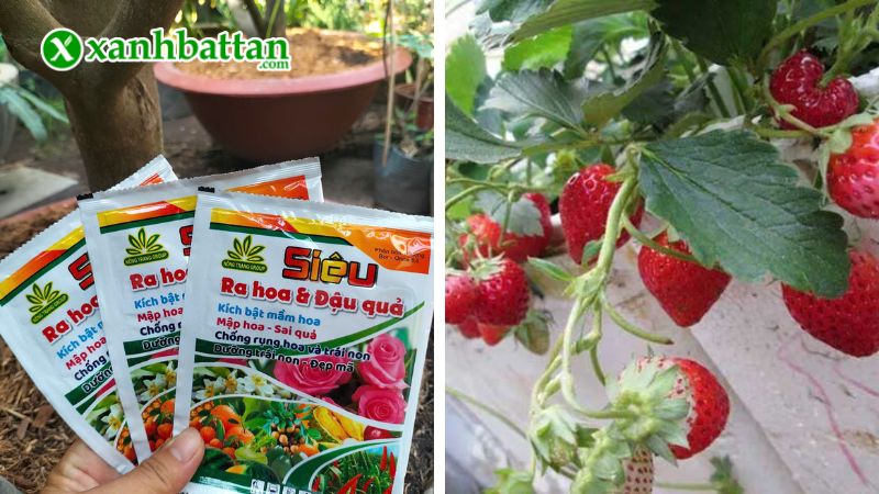 Hướng dẫn cách sử dụng, bảo quản phân bón siêu ra hoa, đậu quả Bor Orica