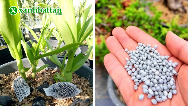 Hướng dẫn cách sử dụng, bảo quản phân chì Nhật Bản 13-11-11+ME tan chậm