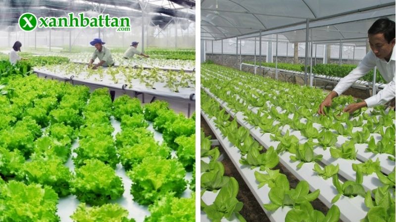 Hướng dẫn cách sử dụng, bảo quản phân hữu cơ vi sinh Agrimartin Bỉ