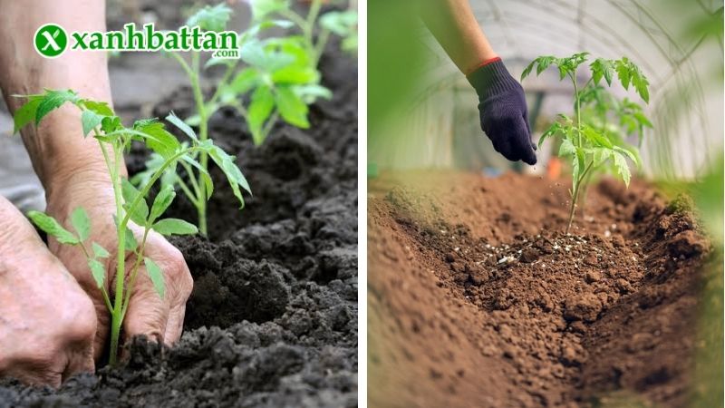 Hướng dẫn cách sử dụng, bảo quản phân lân đơn Lâm Thao