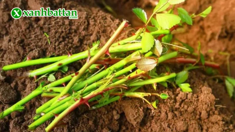 Hướng dẫn cách sử dụng, bảo quản phân bón rong biển - Kích rễ, kích mầm