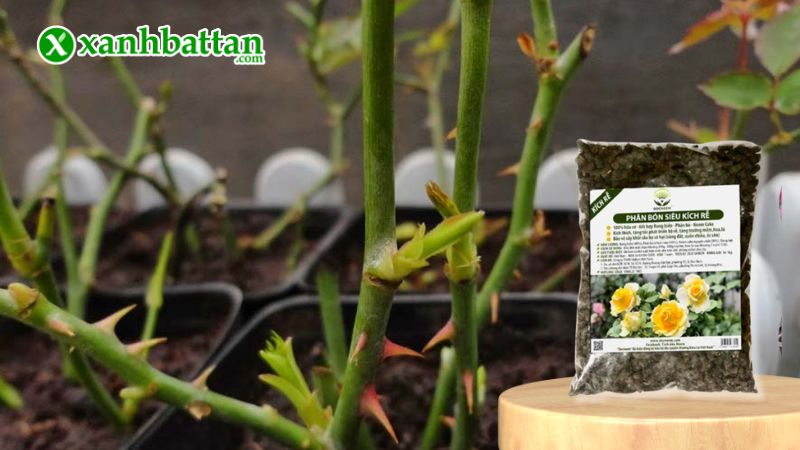 Phân bón rong biển - Kích rễ, kích mầm là gì?