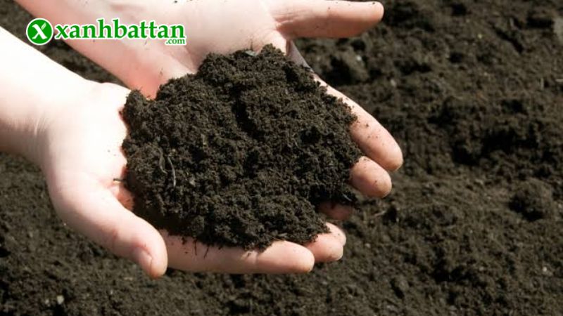 Hướng dẫn cách sử dụng, bảo quản phân trùn quế hữu cơ