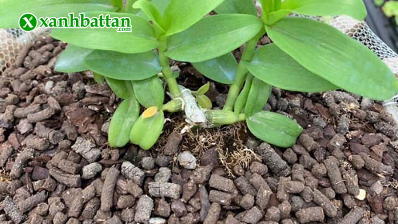 Hướng dẫn cách sử dụng, bảo quản phân trùn quế viên nén Lâm Mộc