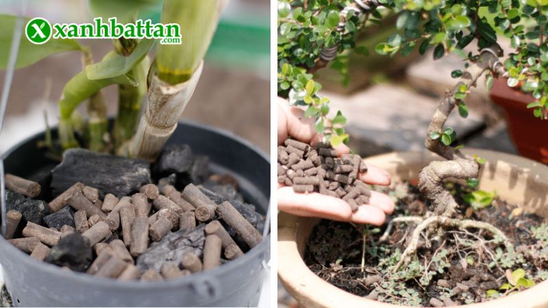 Xanh Bất Tận - Địa chỉ mua phân bón chăm sóc cây có tiếng tại TP.HCM