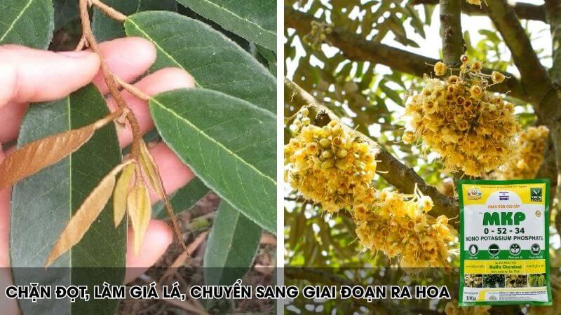 MKP chặn đọt cực tốt, tăng đậu phấn, kích hoa trái vụ