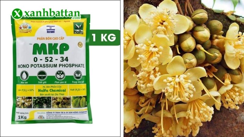 Phân bón MKP - Chặn đọt, làm già lá và kích ra hoa cực nhanh là gì?