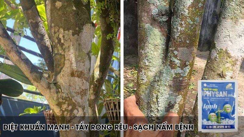 Physal lạnh chuyên đặc trị các loại nấm mốc, rong rêu cây trồng