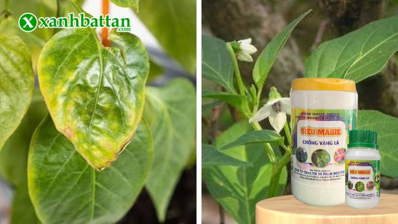 Phân bón siêu Magie chống vàng lá là gì?