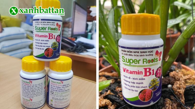 Hướng dẫn cách sử dụng, bảo quản Super Root B1