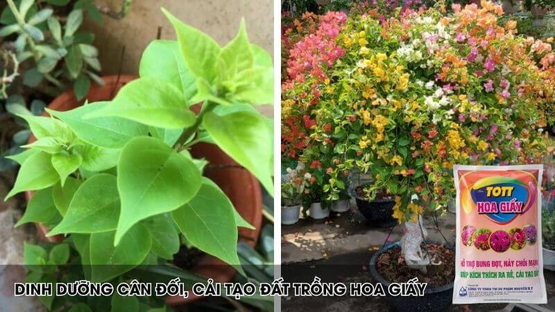 Tott hoa giấy, cung cấp dinh dưỡng cân đối, cải tạo đất trồng