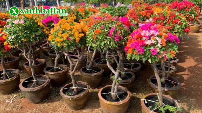 Hướng dẫn cách sử dụng, bảo quản phân bón hữu cơ cho hoa giấy