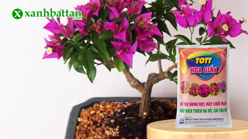 Phân bón hữu cơ cho hoa giấy là gì?