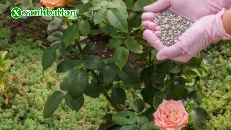 Hướng dẫn cách sử dụng, bảo quản phân bón hữu cơ TOTT hoa Hồng