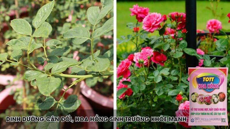 Tott hoa hồng cung cấp dinh dưỡng cân đối và đầy đủ