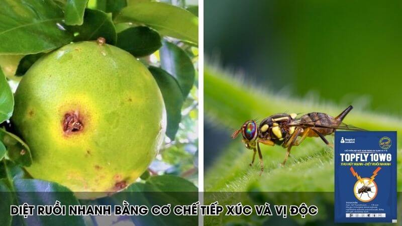 topfly diệt ruồi vàng bằng con đường tiếp xúc và vị độc