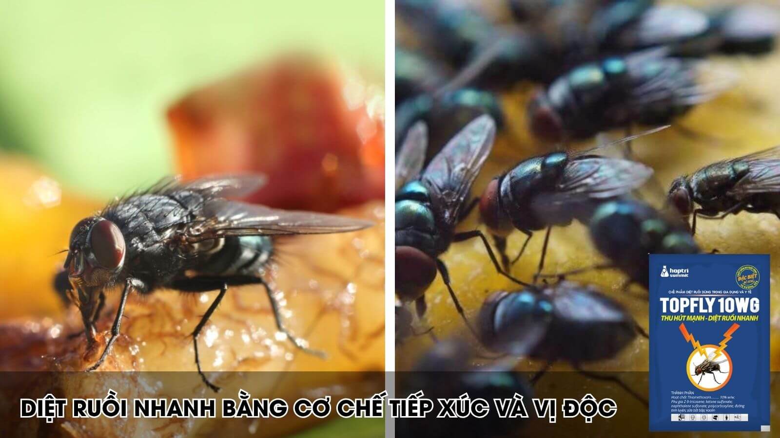 Chế phẩm topfly Hợp Trí diệt ruồi bằng cơ chế tiếp xúc, vị độc