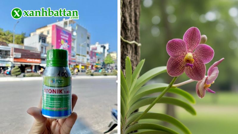 Hướng dẫn cách sử dụng, bảo quản phân bón ATONIK 1.8SL