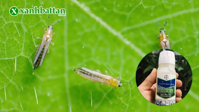 Hướng dẫn cách sử dụng và bảo quản sản phẩm thuốc đặc trị Bọ trĩ, rệp sáp Confidor 200 SL