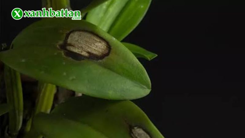Hướng dẫn cách sử dụng và bảo quản sản phẩm thuốc đặc trị nấm bệnh Antracol 70 WP