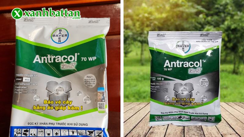 Thuốc đặc trị nấm bệnh Antracol 70 WP là gì?