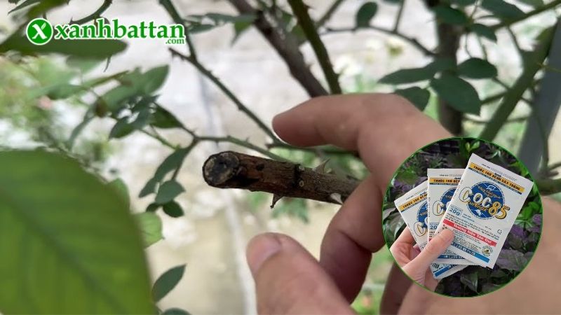 Hướng dẫn cách sử dụng và bảo quản sản phẩm đặc trị nấm bệnh cho cây trồng Coc 85