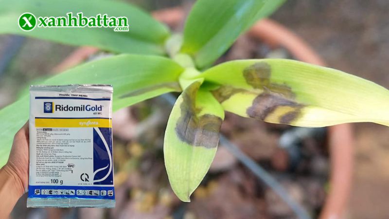 Hướng dẫn cách sử dụng và bảo quản sản phẩm trừ nấm bệnh cho Lan Ridomil Gold 68WG