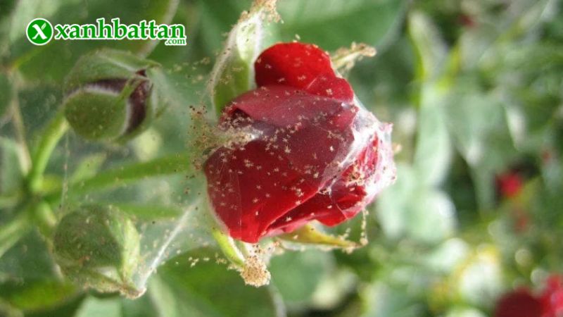 Hướng dẫn cách sử dụng và bảo quản sản phẩm đặc trị nhện đỏ Ortus 5SC