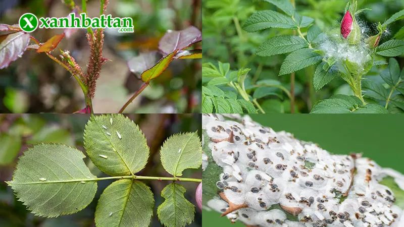 Hướng dẫn cách sử dụng và bảo quản sản phẩm đặc trị Rệp sáp, bọ trĩ Movento 150OD