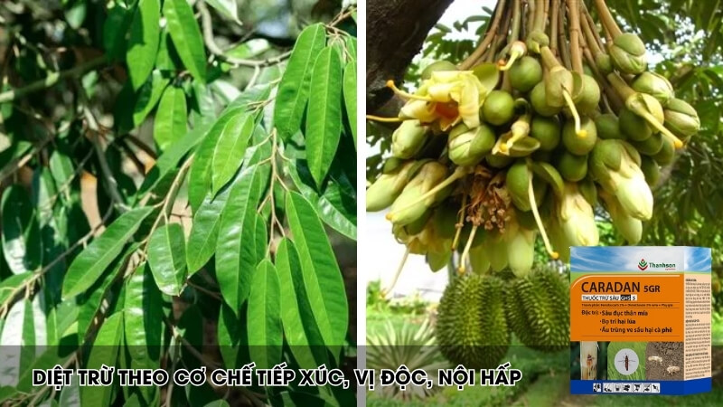 Đặc trị sâu đục thân, ấu trùng ve sầu