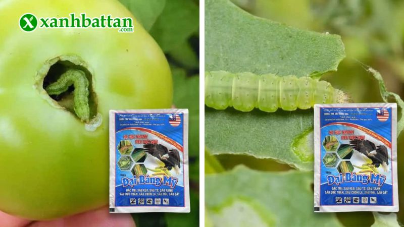 Hướng dẫn cách sử dụng và bảo quản sản phẩm trừ sâu sinh học Đại Bàng Mỹ