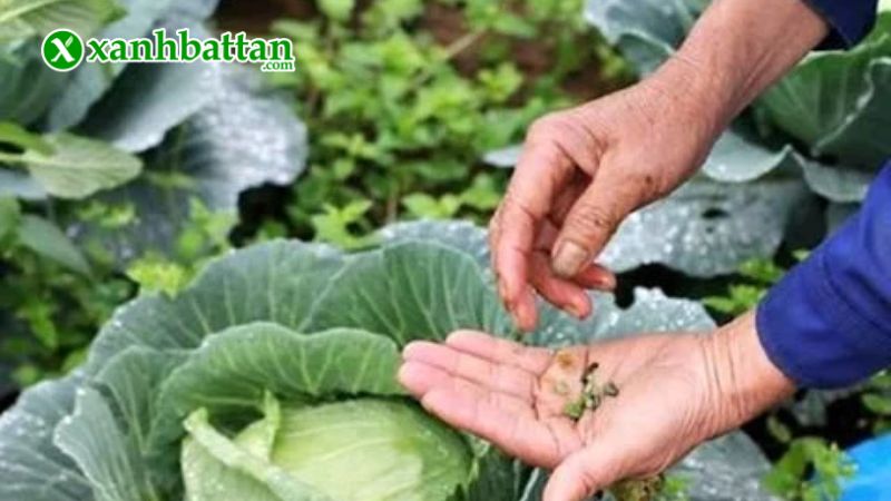 Hướng dẫn cách sử dụng và bảo quản sản phẩm Tasieu 5WG thế hệ mới