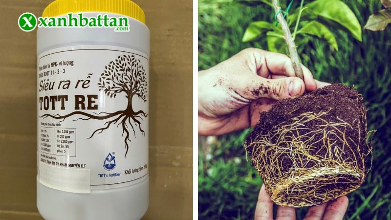 Thuốc kích rễ TOTT RE là gì?