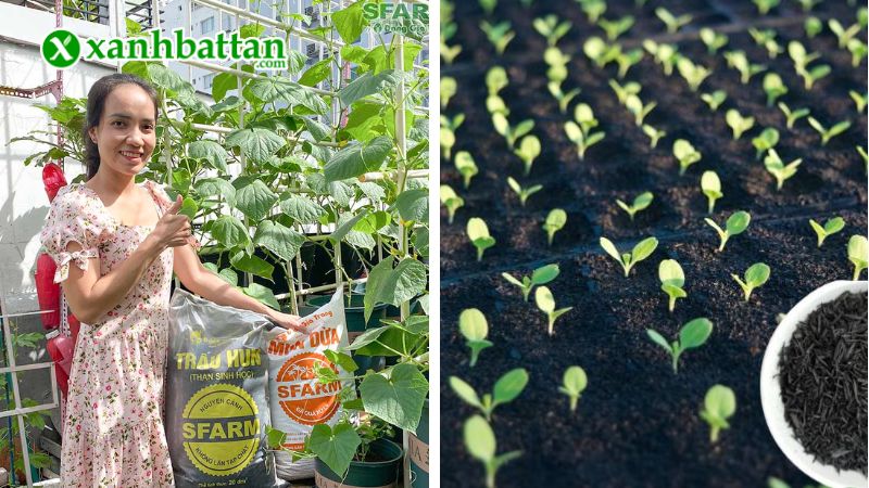 Hướng dẫn cách sử dụng, bảo quản giá thể trấu hun nguyên hạt Sfarm