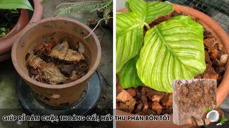 Vỏ dừa giúp giữ ẩm bề mặt cây trồng