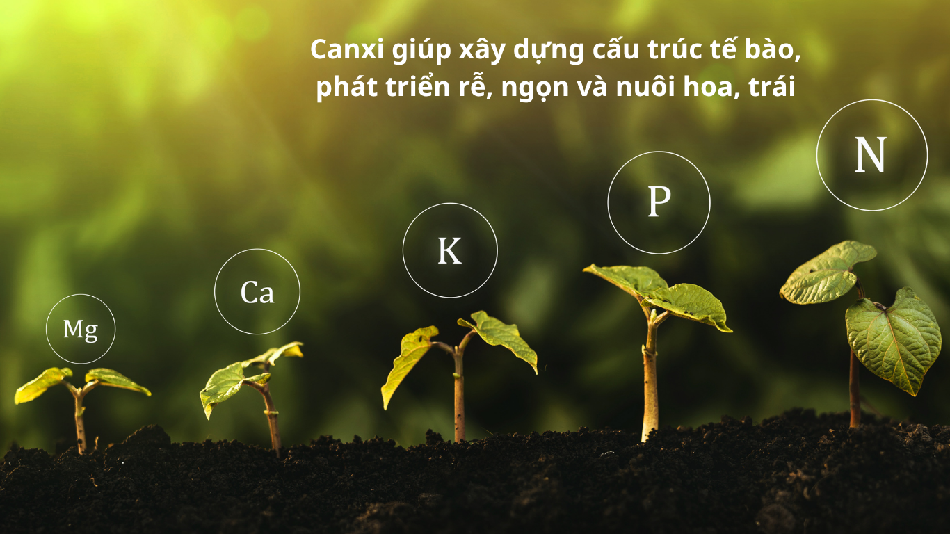 Vai trò của canxi với cây trồng