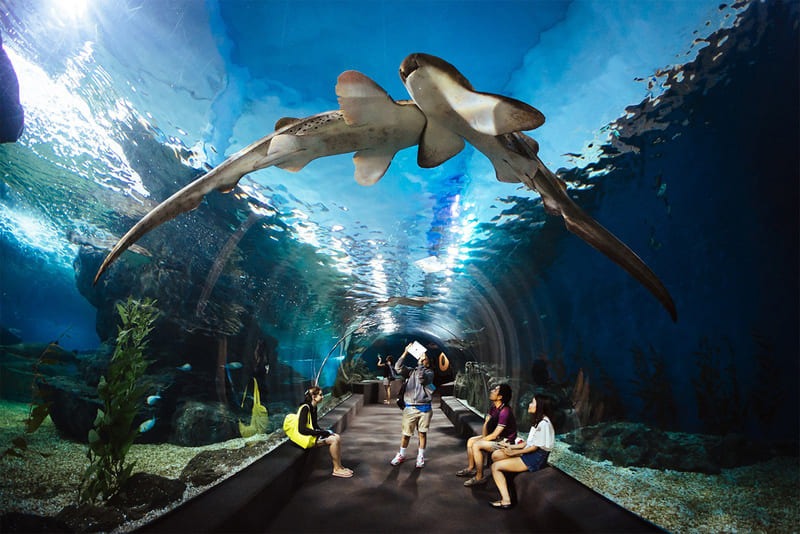 Thủy cung Lotte World Aquarium Hanoi