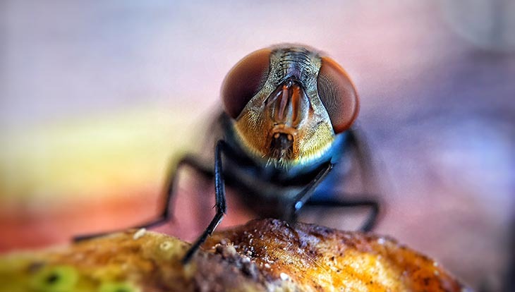 Chuyển sang chế độ lấy nét bằng tay (Manual Focus)