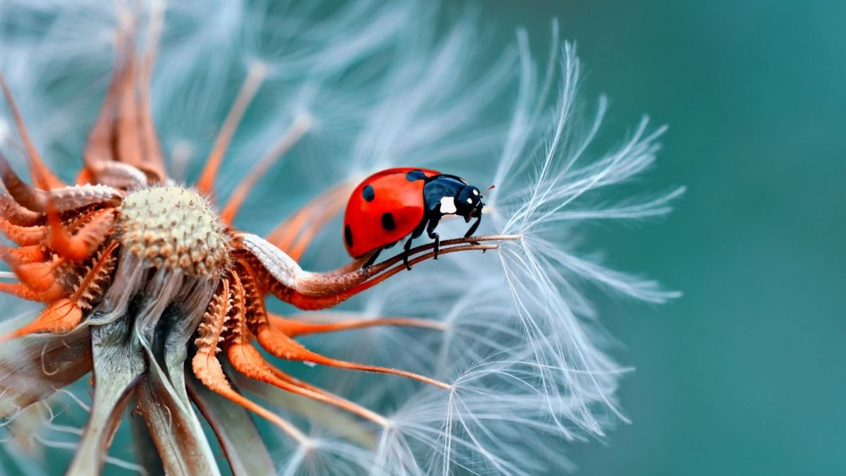 Bỏ túi các đối tượng phù hợp để chụp ảnh macro