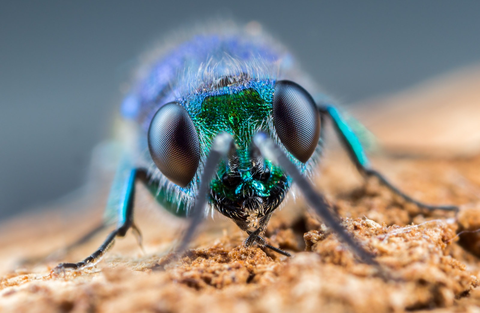 Các trường hợp nên áp dụng Focus Stacking