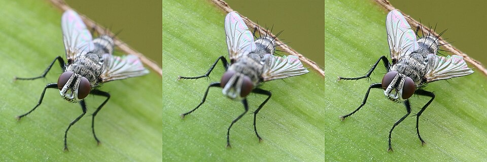 Mẹo nâng cao giúp chụp Focus Stacking thành công ngay từ lần đầu