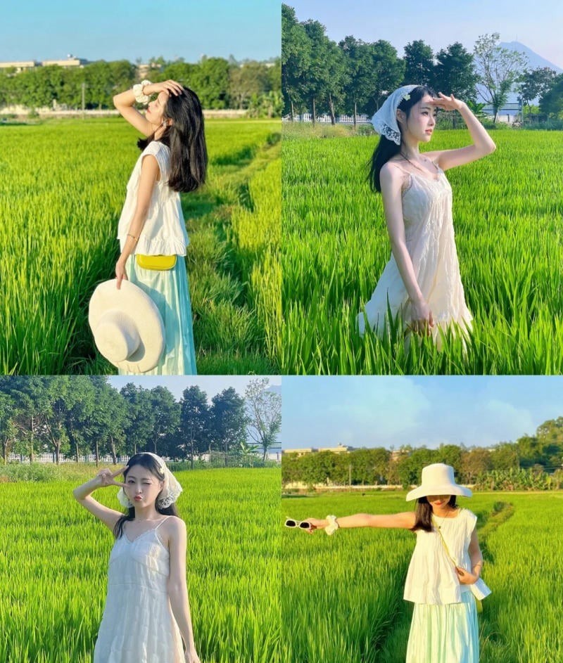 Địa điểm chụp ảnh đẹp với đồng lúa nổi tiếng