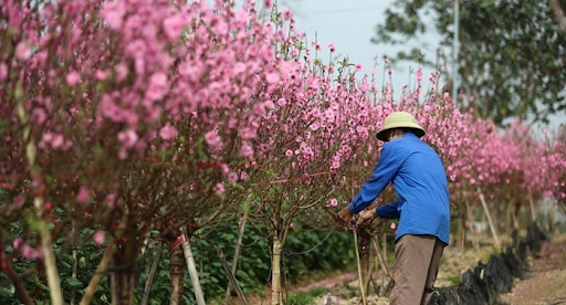 Địa điểm chụp hoa đẹp ở hà nội phải kể đến Làng hoa Phú Thượng