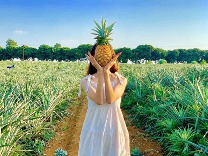 Đồi dứa Tam Điệp - Địa điểm sống ảo ở Ninh Bình nổi tiếng