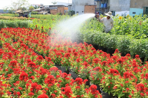Làng hoa Liên Mạc là một trong những địa điểm chụp ảnh hoa đẹp ở Hà Nội